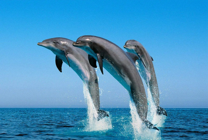 1703467195709409.jpg 海洋環(huán)境噪聲高頻噪聲.jpg